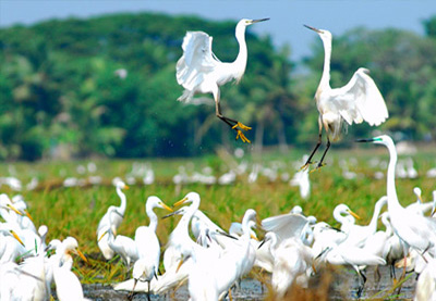 Wonder Holidays Package