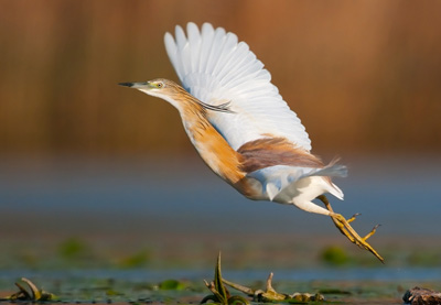 Inspiring backwatwer Package