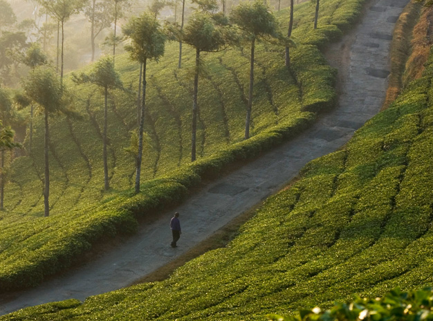 HAloindia Munnar Package