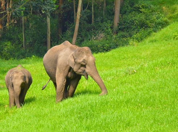 Southindian Holidays