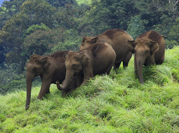 Southindian Holidays