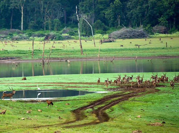 kabini