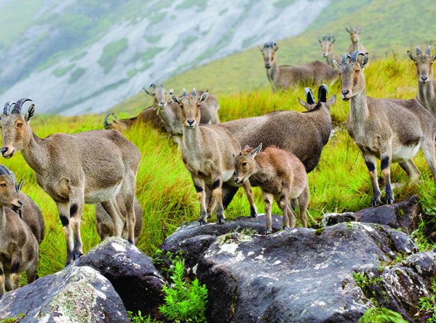 Magical South package